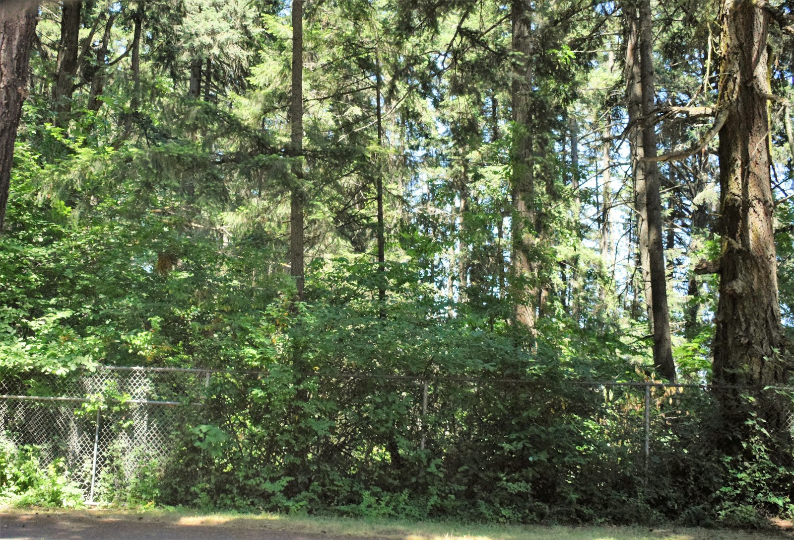 Wooded undeveloped Puget Sound parcel with Douglas fir and a chain-link fence, the kind of home site a Kitsap County feasibility study evaluates
